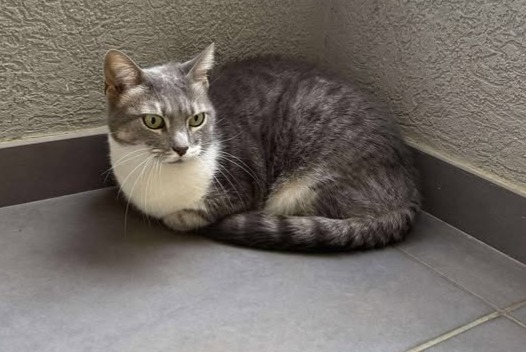 Discovery alert Cat Female , 2025 years Bastia France